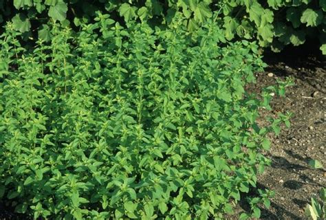 Origanum Heracleoticum Greek Oregano From George Didden Greenhouses Inc