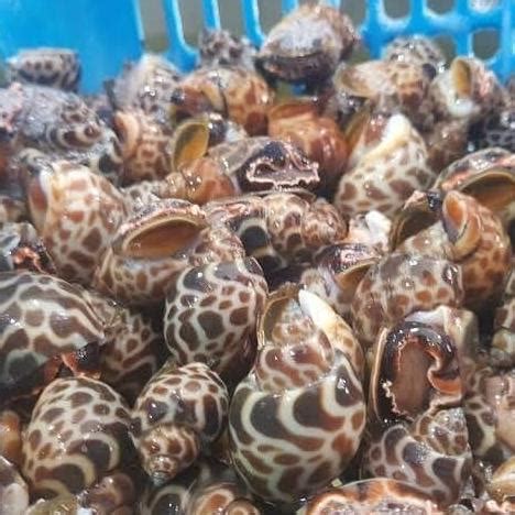 Jual Keong Macan Hidup Live Seafood Shopee Indonesia