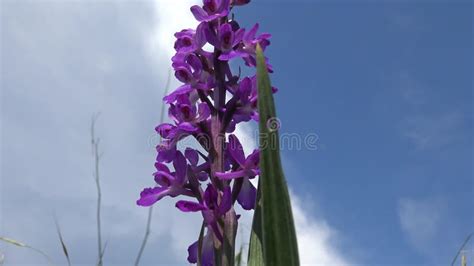 Orchis Mascula Early Purple Orchid Flowering Plants From The Steppe In