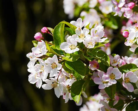 Bildet Tre Natur Gren Blomstre Anlegg Frukt Blomst Pollinering