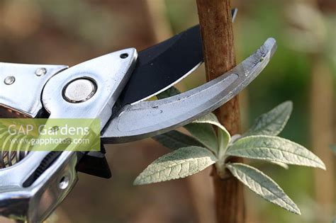 Pruning a Buddleia d... stock photo by Maxine Adcock, Image: 0086841