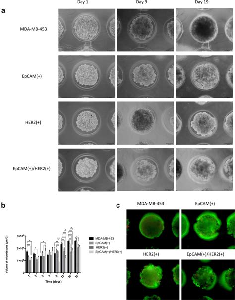 Micro Tissue Assembly Of MDA MB 453 Cells And Subpopulations Isolated