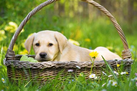 Puppy Of Breed Labrador In A Basket. Stock Photo - Image of puppy ...