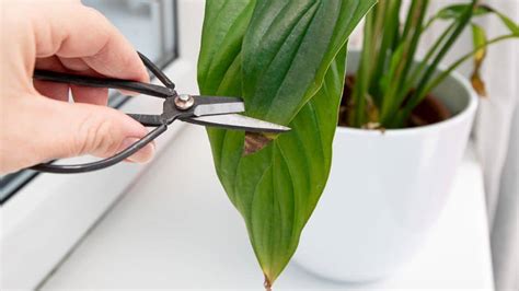 Peace Lily Brown Leaves: 7 Key Reasons and Effective Ways to Fix Them ...