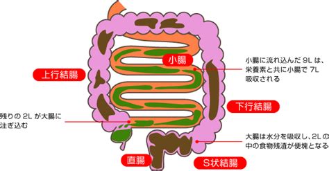 便の形成・体内から腸管への水分の移動（2）｜消化・吸収のメカニズム｜排便のメカニズム｜排便ケア｜排泄ケア 実践編 排泄ケアナビ ユニ・チャーム