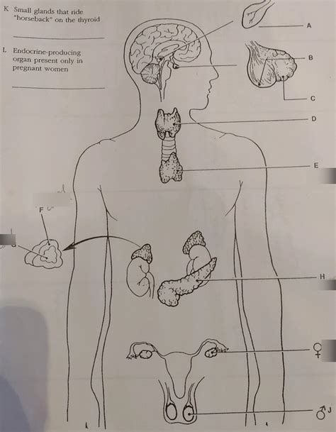 Diagram Of Endocrine System Diagram Quizlet