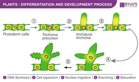 Plant Cell Differentiation