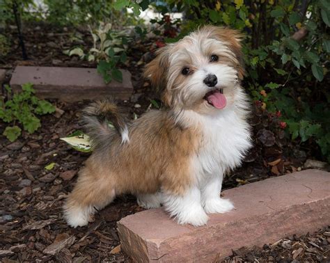 Havanese Puppy Havanese Puppies Havanese Dogs Cute Dogs