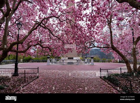 Cherry Blossoms, Central Park, New York Stock Photo - Alamy