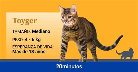 Foto Ficha Sphinx GALERÍA Cuarenta de las razas de gato más