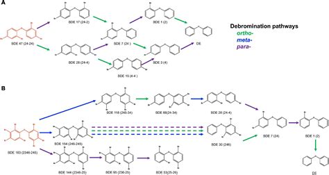 Frontiers Microbial Debromination Of Polybrominated Diphenyl Ethers