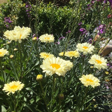 Leucanthemum X Superbum Real Dream Leucanthemum X Superbum Real