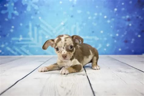 Chiweenie Dog Care Temperament Lifespan History And More Pets Nurturing