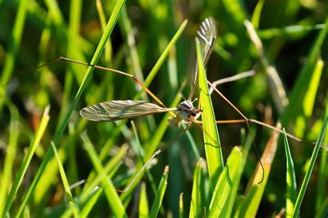 Cranefly Tipula Paludosa This Cranefly Or Daddy Long Le Flickr