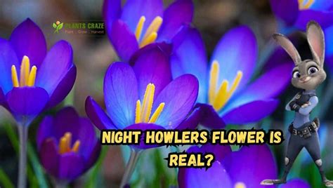 Is Night Howlers Flower Real? Everything You Need To Know