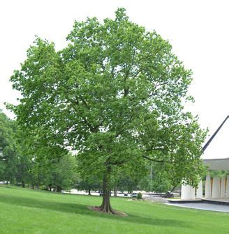 Hackberry Celtis Occidentalis The Conservation Foundation