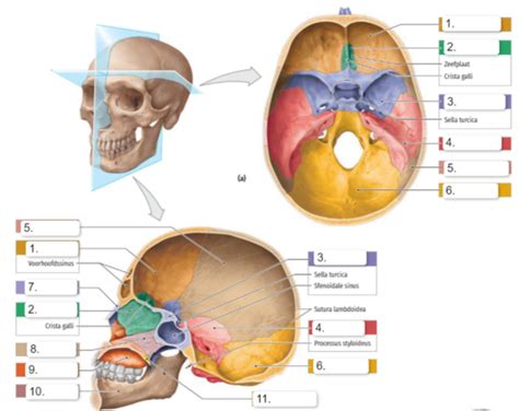 Kaarten Anatomie Beenderstelsel Quizlet