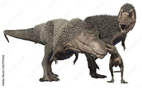 3D rendering of a feathered Tyrannosaurus Rex family, isolated on a ...