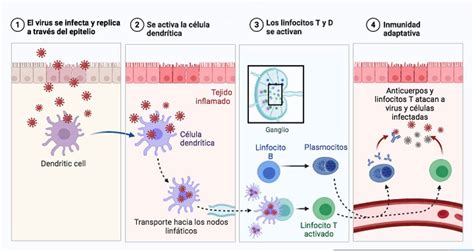 Tipos De Inmunidad Adaptativa