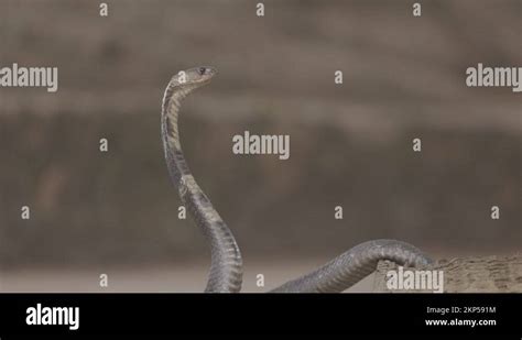 Indian spectacled Cobra Snake venomous with its hood - lat. Naja naja ...