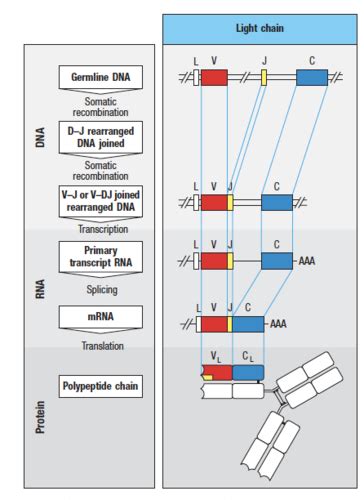 Ch5 The Generation Of Lymphocyte Antigen Receptor Flashcards Quizlet