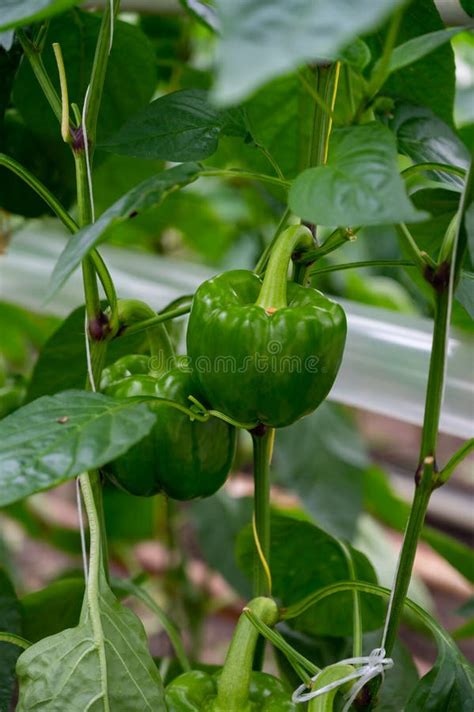 Big Ripe Sweet Bell Peppers Green Paprika Growing In Glass Greenhouse