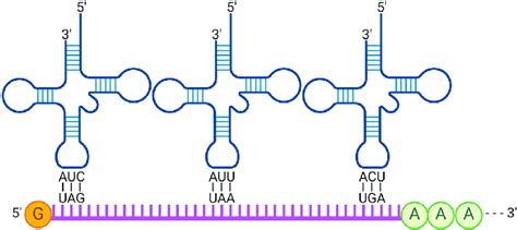 A scheme for base pairing between anticodons and codons Engineered ...