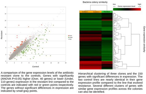 The Evolution Of Antibiotic Resistance University Of Hawaiʻi Reed Lab