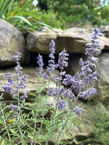 Perovskia Atriplicifolia Blue Jean Baby Blue Jean Baby Russian Sage