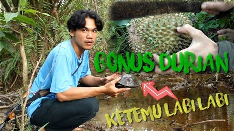 Berburu Punai Dan Ruak Ruak Bonus Durian Di Spot Berburu Youtube