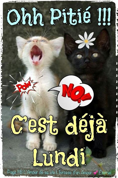 ᐅ humoristique bon lundi et bonne semaine humour Lundi