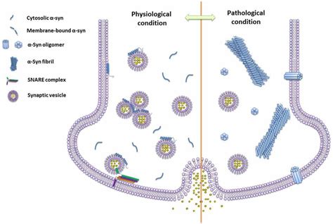 The Schematics Of Different Species Of α Syn Under Physiological And