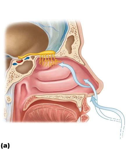 The Special Senses Smell Diagram Quizlet