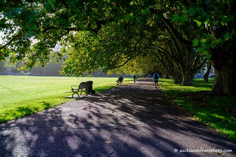 Victoria Park – Auckland Street Photo