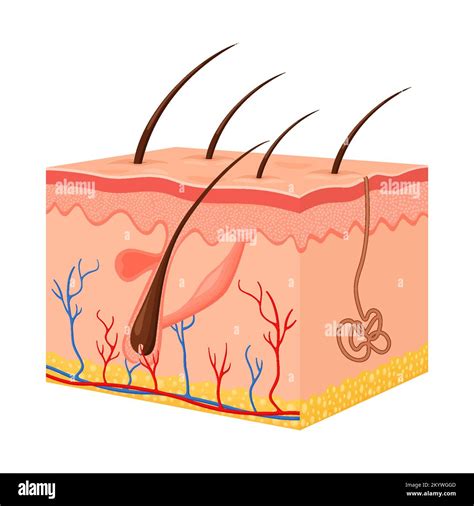 Human Skin Layered Epidermis With Hair Follicle Sweat And Sebaceous