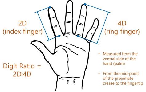 2d4d Ratio For Finger Length Image Eurekalert Science News Releases