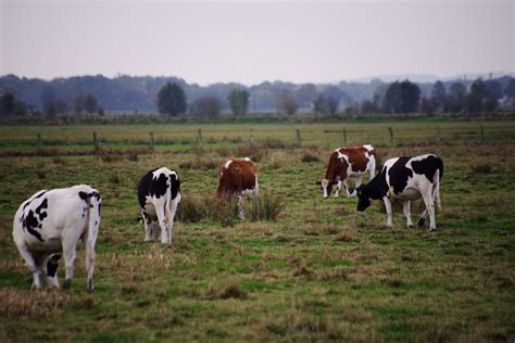 Vacas Bovino Leite Foto Gratuita No Pixabay Pixabay