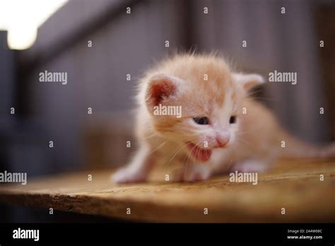 Alone Small Ginger Kitten Meows Outdoor Looking For His Mother Stock