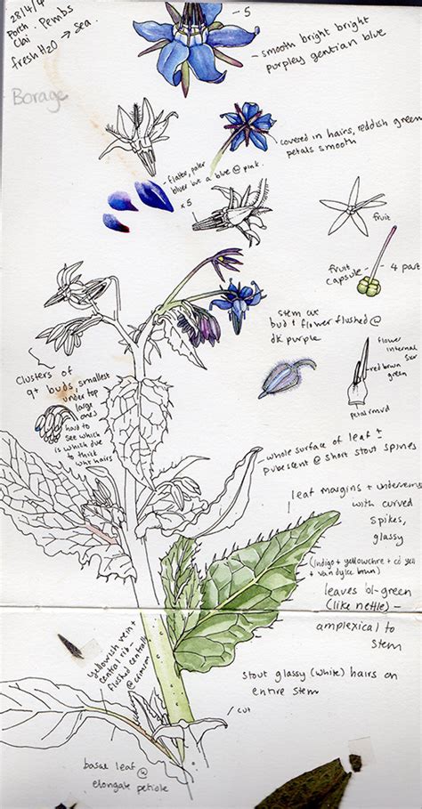 Botanical Illustration Sketchbook Studies Lizzie Harper