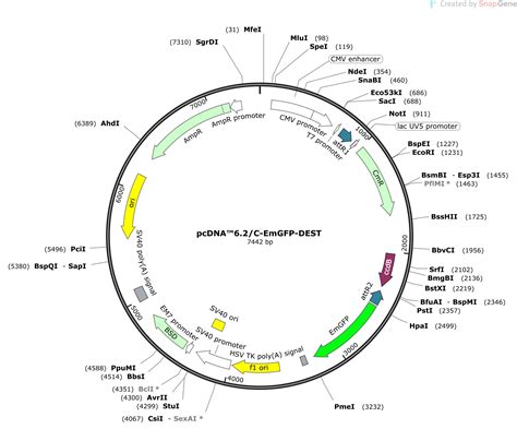 PcDNA6 2 C EmGFP DEST Sequence And Map