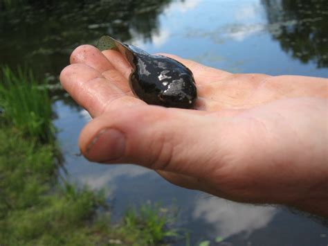 Giant bullfrog tadpoles | Flickr - Photo Sharing!