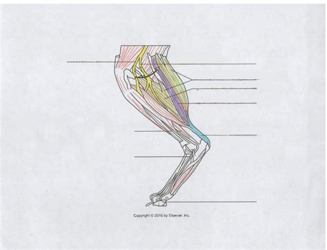 Cat Muscles Diagram Quizlet