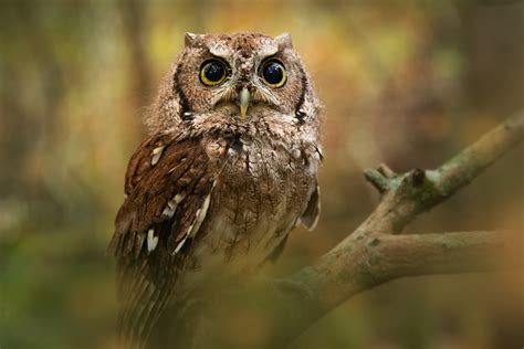 Eastern Screech Owl Megascops Asio Patrick Zephyr Photography