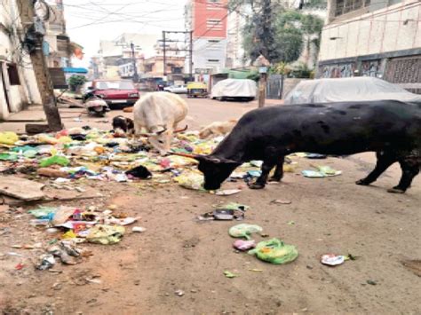 People Troubled By Piles Of Garbage कचरे का ढेर लगने से परेशान लोग