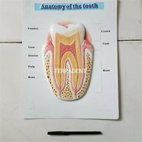 Jual Poster Gigi Anatomy Of Tooth Jakarta Utara Terradent