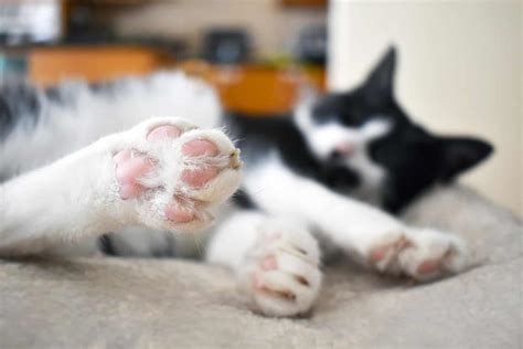 Cat Paw Pad Peeling Causes And Solutions