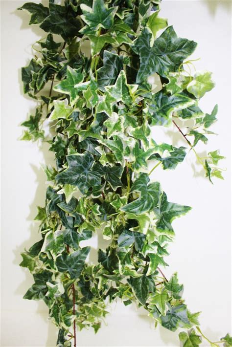 Цветок Плющ Фото – Telegraph