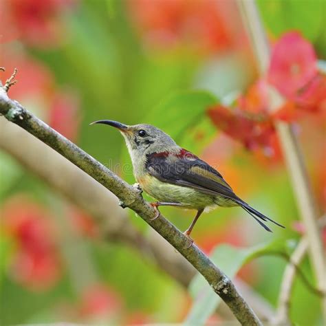 Juvenile Male Black Throated Sunbird Stock Image Image Of Beautiful