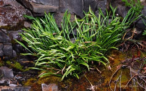 Asplenium Septentrionale