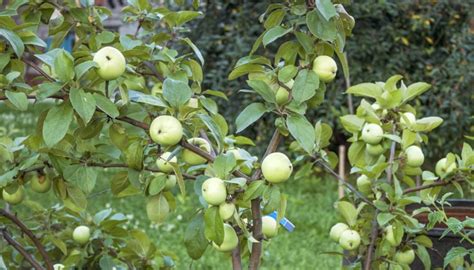 How Long Dwarf Apple Trees Produce (& Causes of No Fruit) - Rennie Orchards